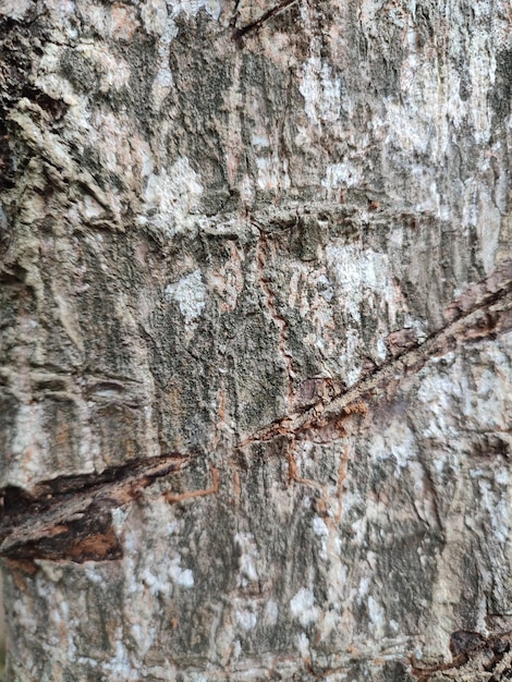 Texture pattern vein of trees in the forest