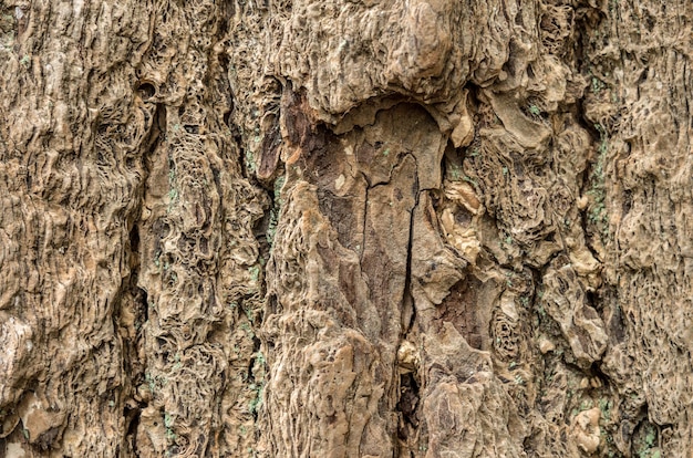 Texture pattern of wavy tree trunk