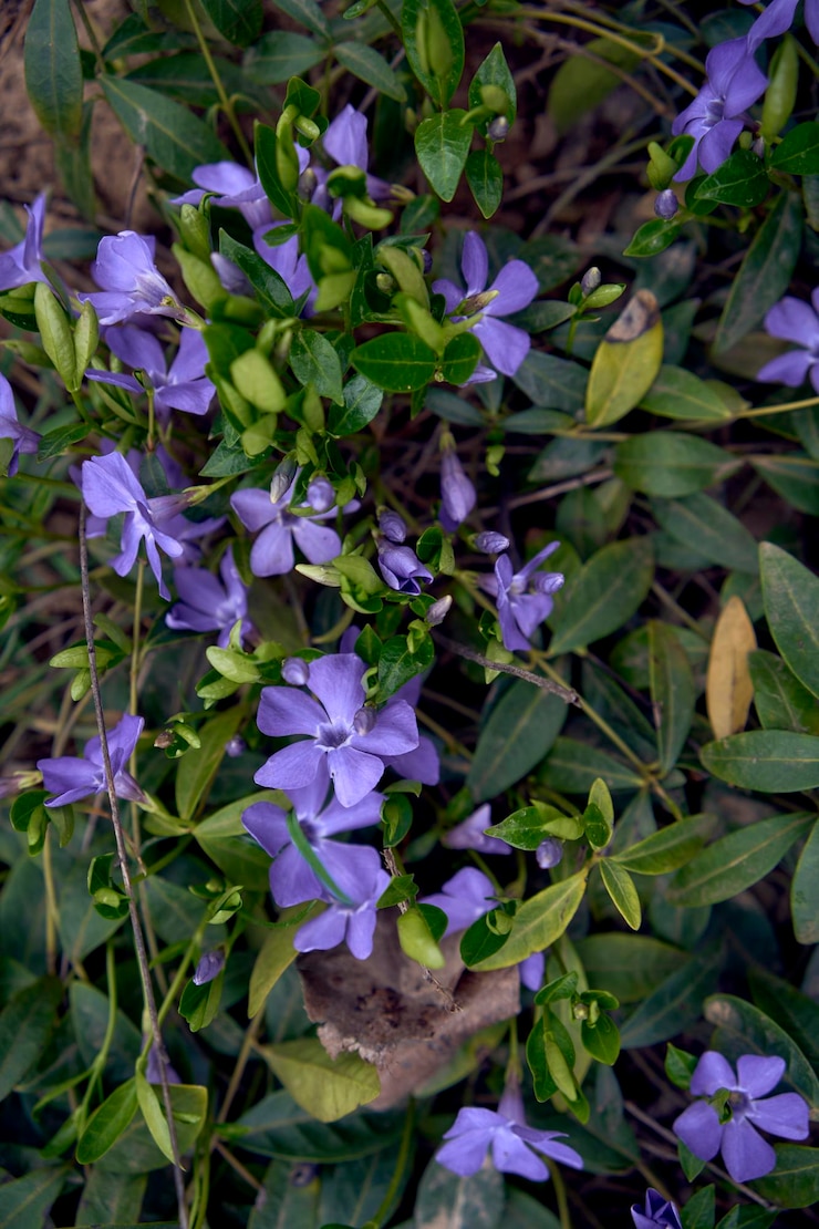 Фотография текстура цветов periwinkle