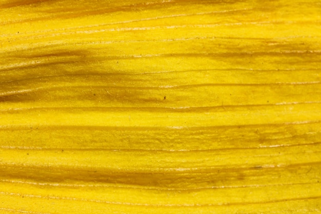 Photo texture of petal yellow