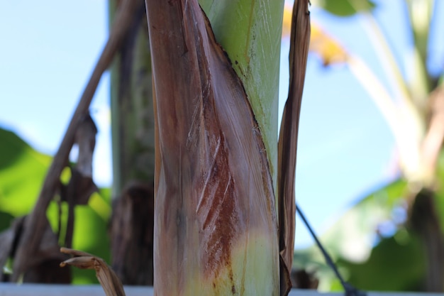 Texture photo of a banana tree trunk