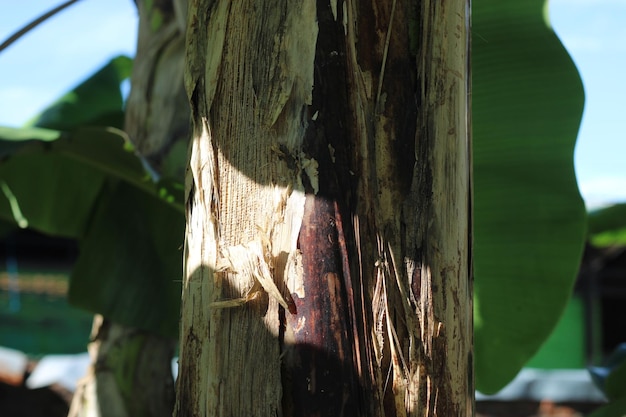 Texture photo of a banana tree trunk