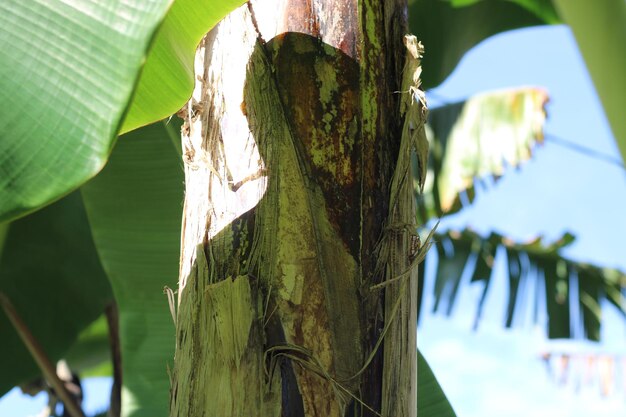 Texture photo of a banana tree trunk