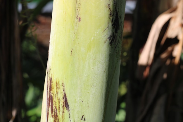 Texture photo of a banana tree trunk