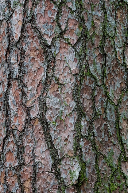 Texture di sfondo di corteccia di pino corteccia di albero nella foresta