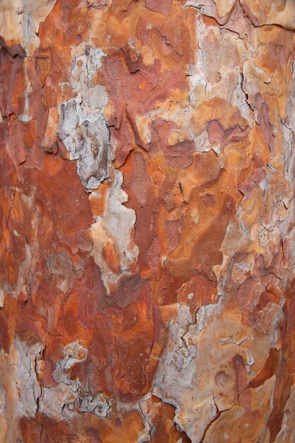 Texture of pine bark