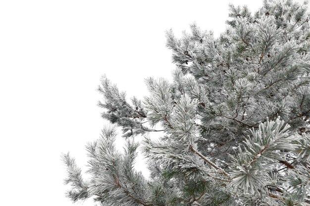 Texture of pine needles covered with hoarfrost and snow on a frosty day on a white isolated