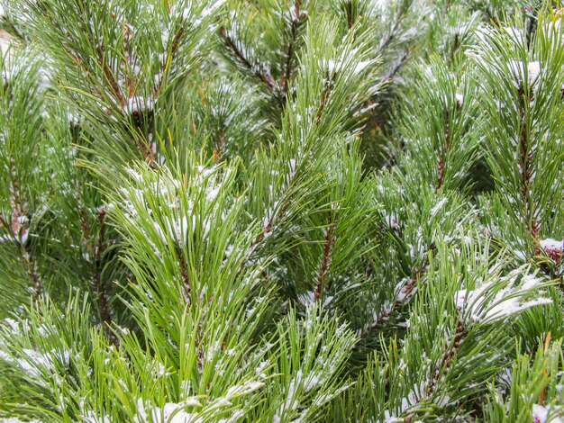 The texture of pine tree branches covered by snow in daylight