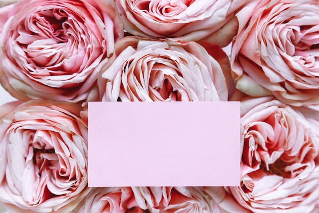 Texture of pink rose buds tightly folded background with pink paper card Florist template