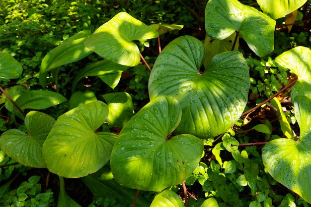  texture of plant leave