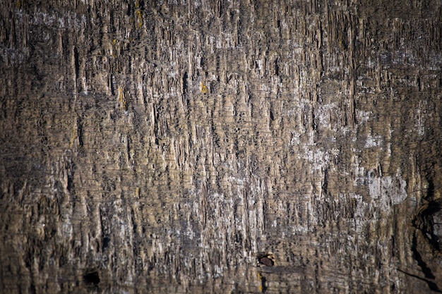 Texture for a postcard. An old vintage plywood tree close-up. Close-up.