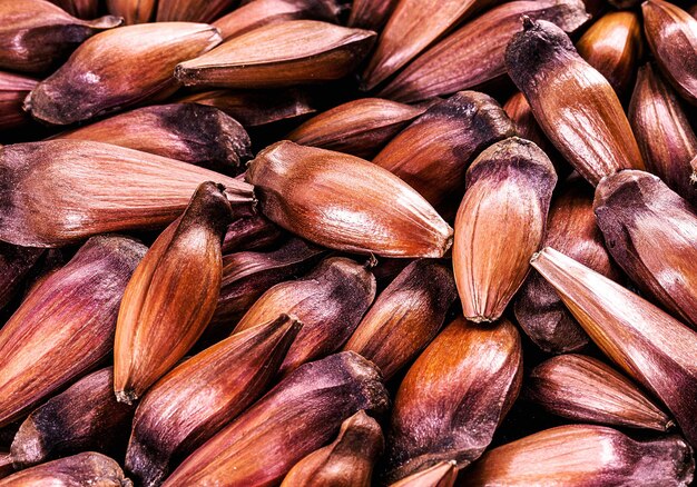 texture of red seeds called pine nuts culinary ingredient of Brasil