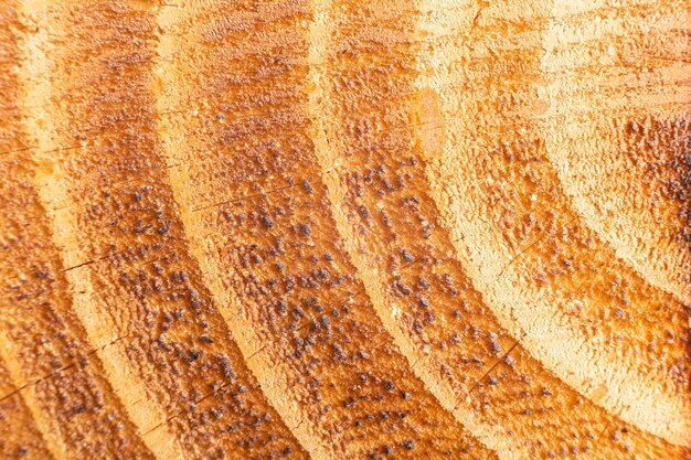 texture of ring in pine wood close up