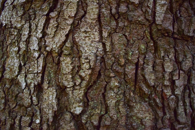 Texture of rough wooden bark of brown color of old tree on full frame