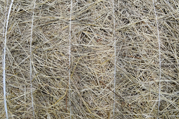 The texture of a round natural dried dry haystack of straw is a dry grass with spikelets