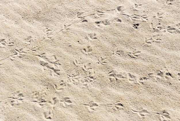 Texture of sand with bird tracks closeup