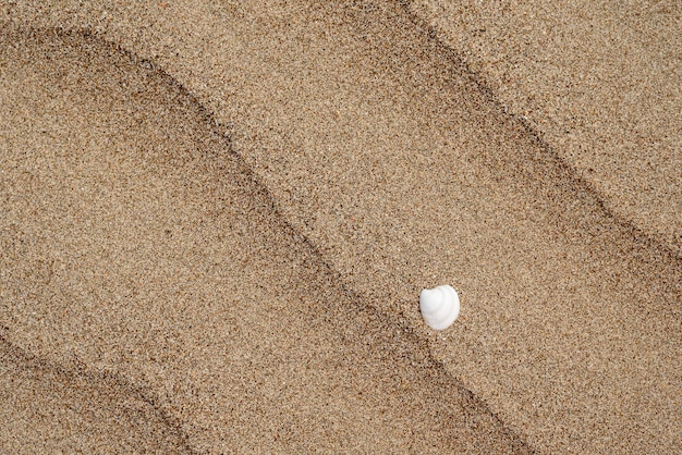 texture of a sandy beach with a white shell and streaks of sea waves