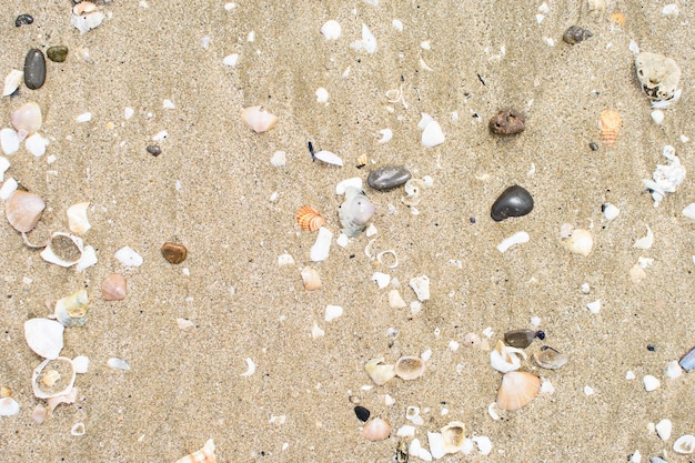 写真 海から岸に運ばれた多くの貝殻や小石のあるテクスチャ砂の表面デザインのための夏の背景自然の抽象化