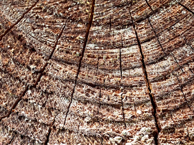 La trama di un albero segato in primo piano sfondo astratto