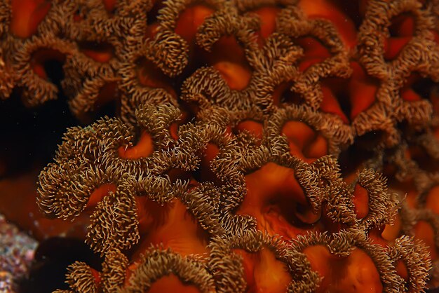 texture of the sea anemone macro tentacles corals