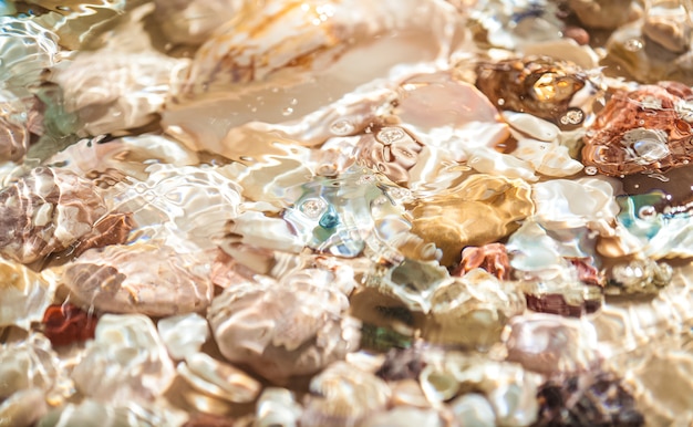 Texture of seashells and pearl lying on sea shore underwater