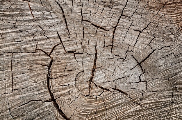 Раздел текстуры ствола дерева