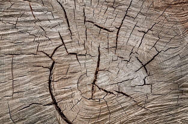 Texture section of a tree trunk