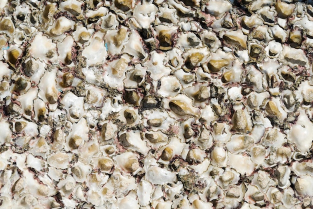 The texture of the shells