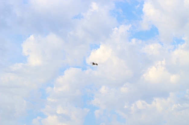 Texture sky clouds cirrus blue.