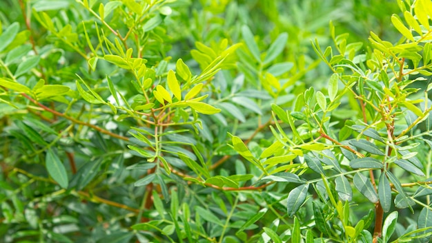 Texture of small leaves of green mastic bush