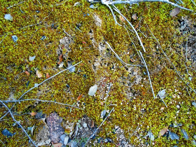 Texture stone rock mountain with green moss