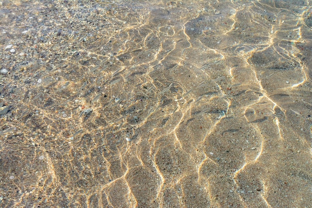 texture of the sunny seabed sand stones little fish