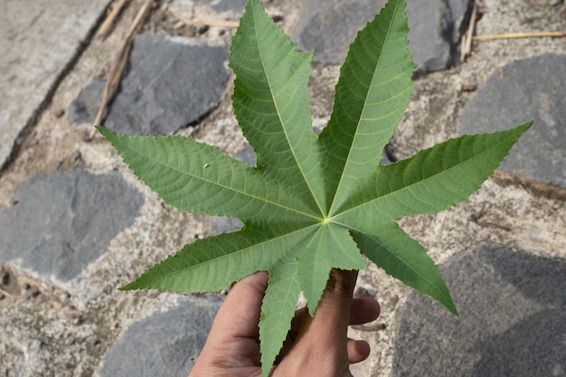 Texture and surface of marijuana leaf when spring season hold by hand