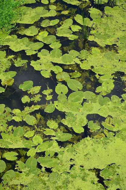 Texture of swamp water dotted with green duckweed and marsh vegetation