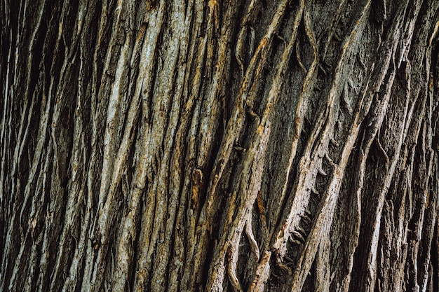 texture textured acacia tree bark, with longitudinal lines and cracks, brown tree bark natural