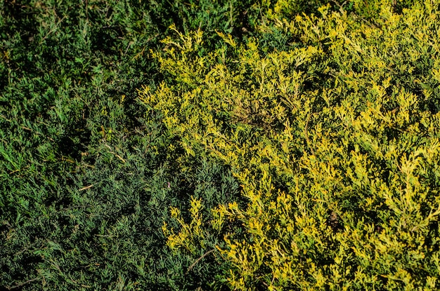 Texture of the thuja bushes for background