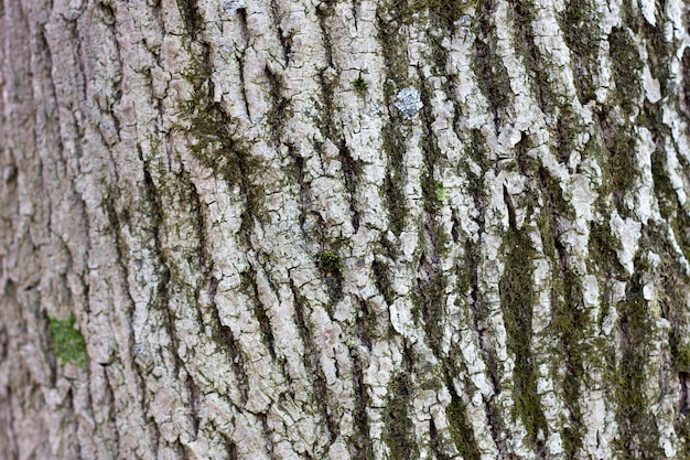 Texture of tree bark close-up. The rough skin of an old tree. Natural wood background