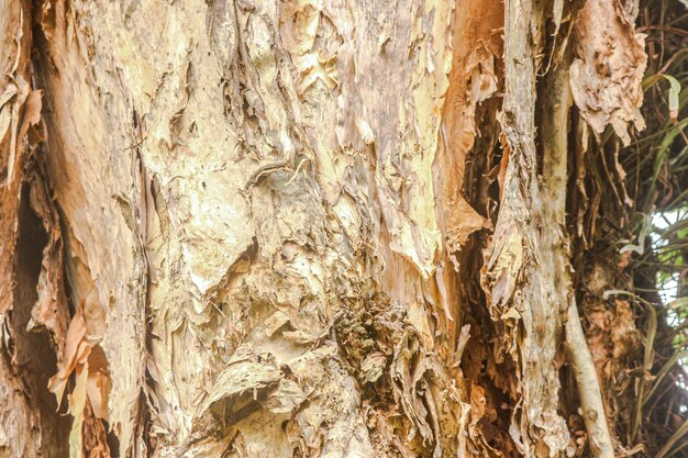 Foto la consistenza della corteccia degli alberi forma un bellissimo disegno astratto