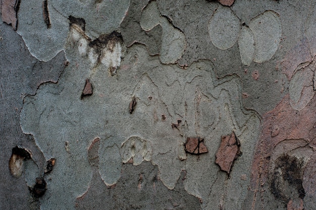 Struttura del sicomoro della corteccia di albero