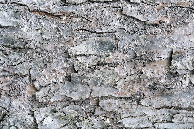 Texture of tree bark treated with white insect paint