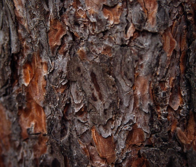 The texture of the tree bark. Tree in the park close-up. Relief texture and background. Forest and nature.