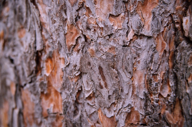 La consistenza della corteccia d'albero. albero nel primo piano del parco. texture e sfondo in rilievo. foresta e natura.