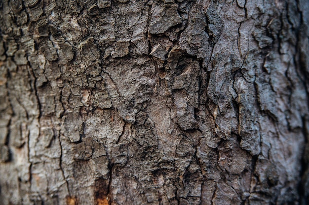 The texture of the tree bark. Tree in the park close-up. Relief texture and background.