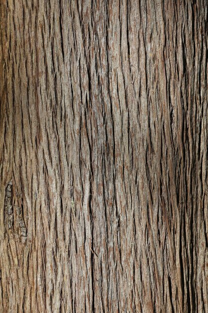 Foto texture dell'albero in primo piano