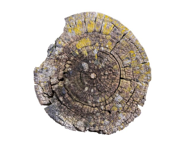 Photo the texture of a tree stump with a spiral pattern.