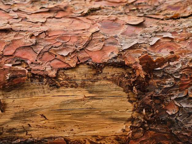 Texture of a tree trunk