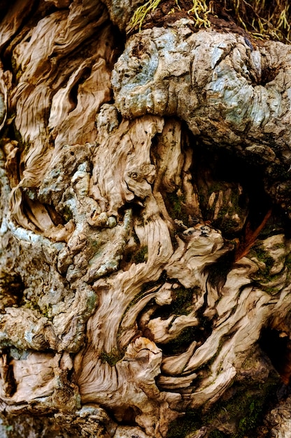 Foto texture dell'albero
