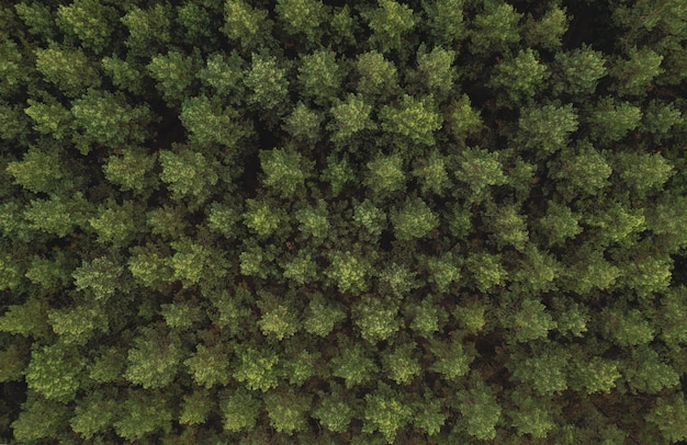 La trama degli alberi nella foresta verde cime gli alberi vista direttamente dall'alto