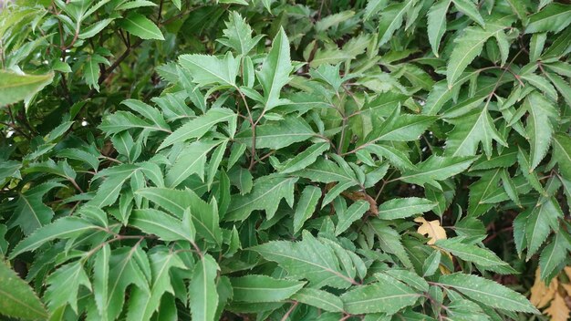 Texture of trees and green leaves background