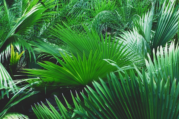 Texture of tropical leaves